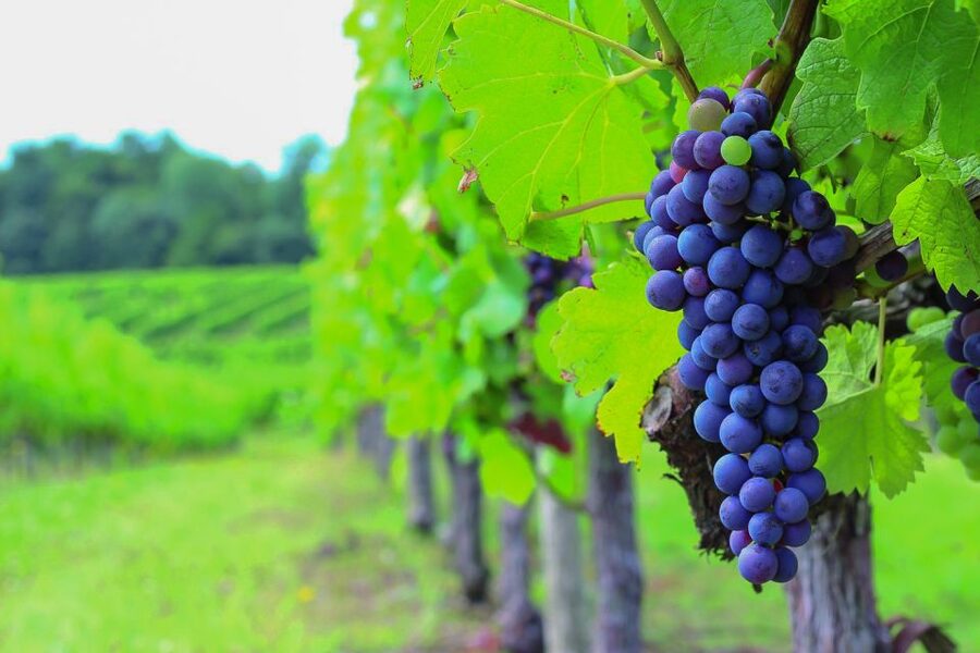 From Bordeaux: Full-Day Medoc Wine Tour - Why Medoc works so well as a day trip from Bordeaux