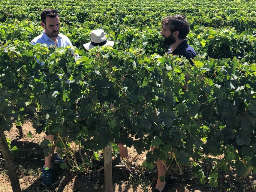 From Bordeaux: Half-Day Saint-Emilion Wine Tour - Touring the château and tasting the first wines