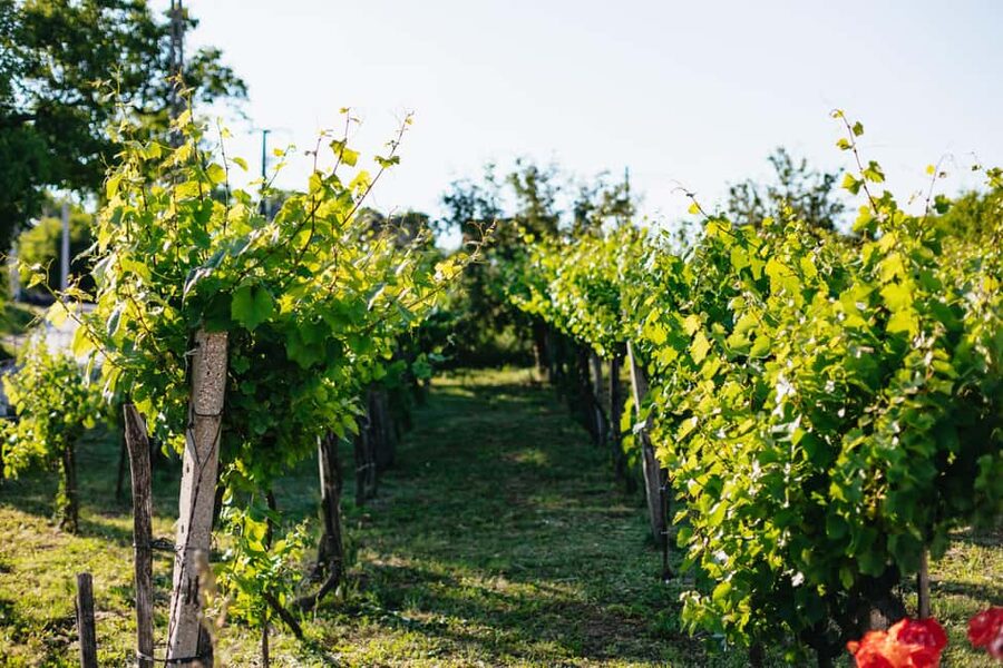 From Budapest: Half-Day Countryside Wine Tour with Meal - Transport and pickup details matter