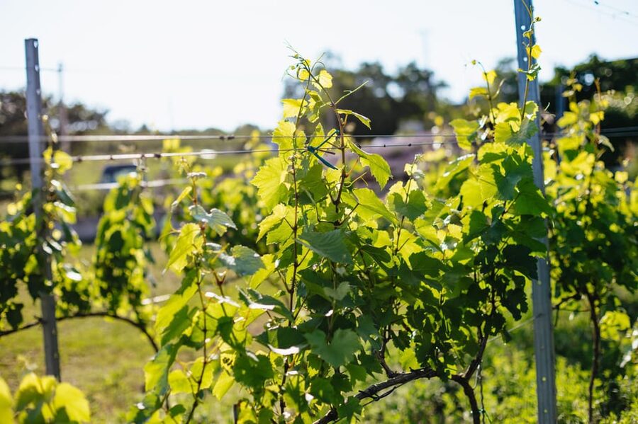 From Budapest: Half-Day Countryside Wine Tour with Meal - What the $96 price includes