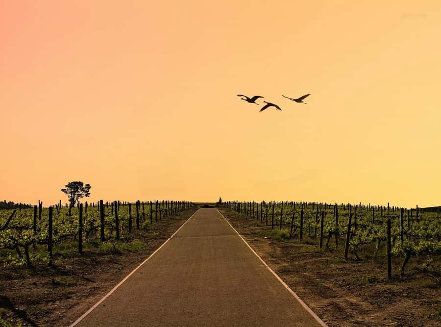 From Cape Town: Winelands Full Day Tour and Wine Tasting - What the $102 price really covers