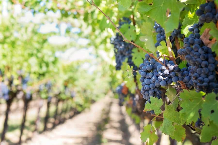 From Cape Town: Winelands Full Day Tour and Wine Tasting - Three wine estates, three different moods
