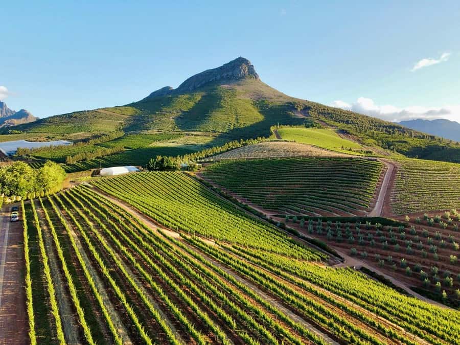 From Cape Town: Winelands Full Day Tour and Wine Tasting - Leaving Cape Town for Stellenbosch