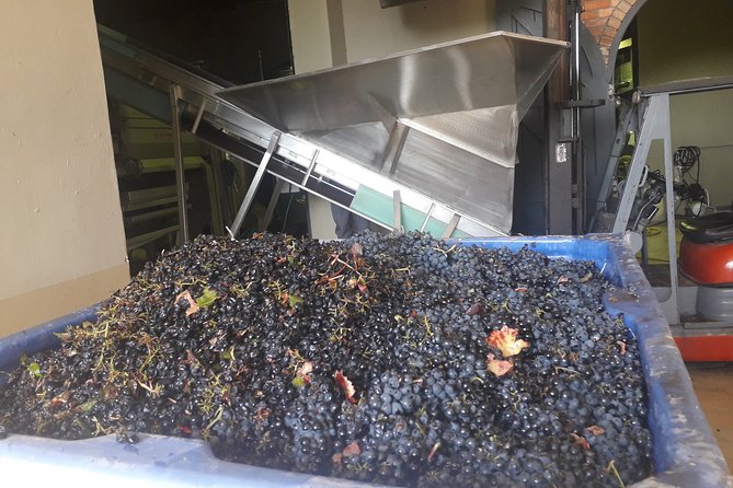 From CapeTown: Stellenbosch Half Day Wine Tour - First farm: wine with cheese and other pairings