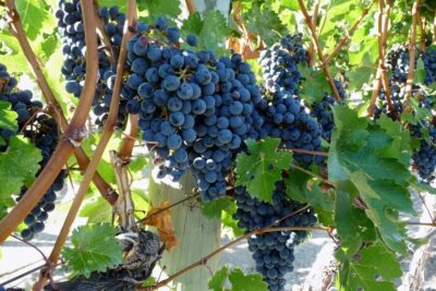 Mount Etna Half-Day Tour and Wine Experience