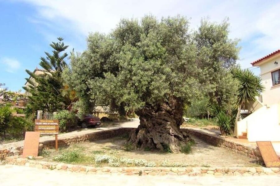 From Chania: Olive Oil, Wine, Cheese & Honey Tasting Tour - Why this food tour works so well