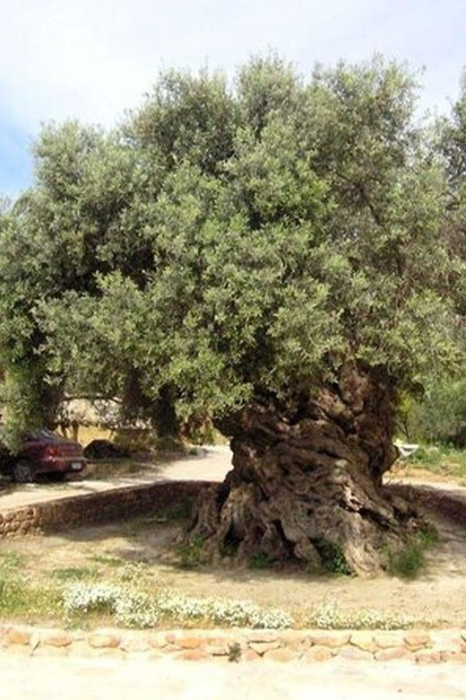 From Chania: Olive Oil, Wine, Cheese & Honey Tasting Tour - How the guide shapes the day