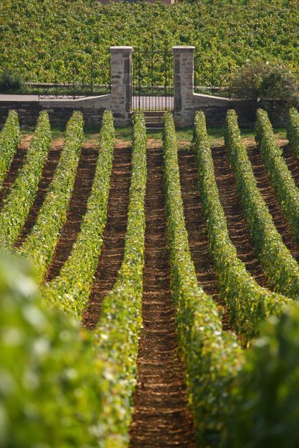 From: Dijon/Beaune: Burgundy Region Winery Tour with Lunch - Montrachet Grand Cru as the final lesson