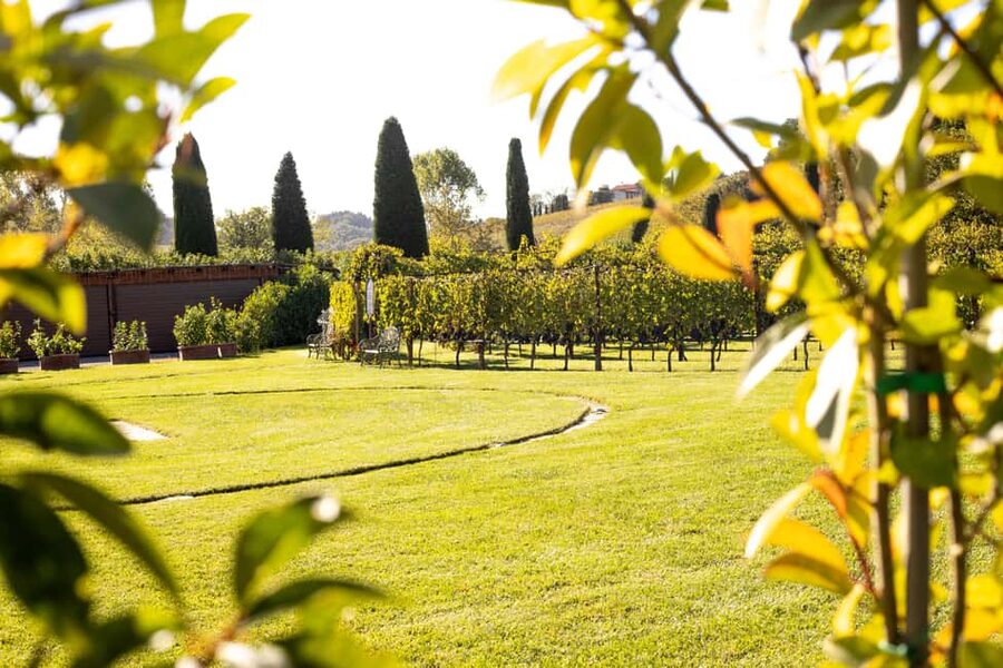 From Florence: Chianti Half-Day Wine Tour with Tasting - Second stop: Tenuta Torciano