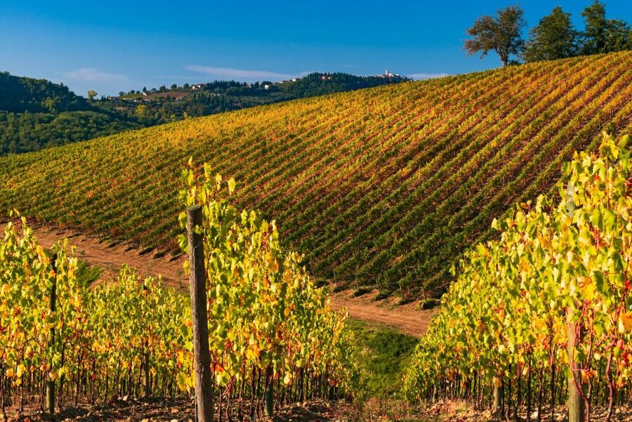 From Florence: Chianti Hills Half-Day Tour with Wine Tasting - Is this Chianti tour right for you?