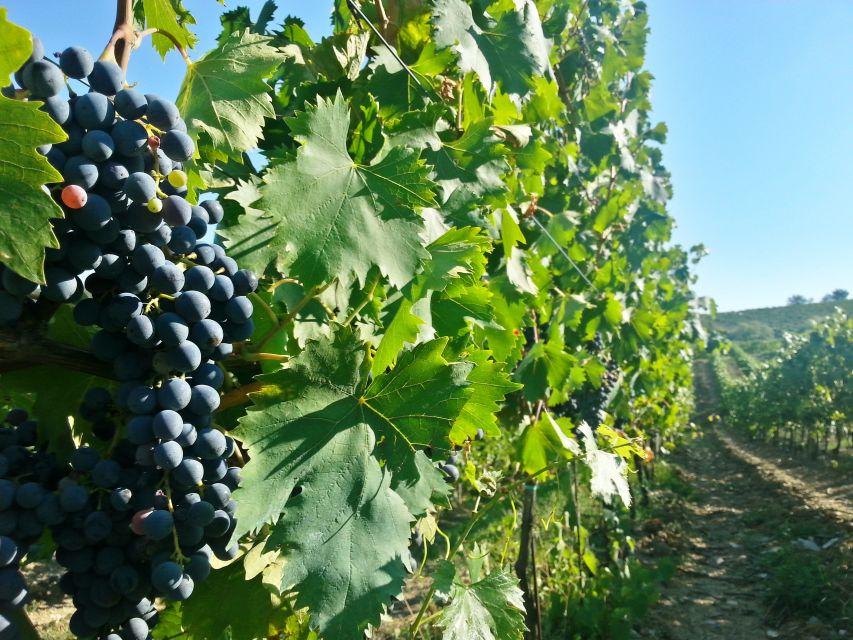 From Florence: Chianti Tour with Two Wine and Food Tastings - The scenery between the stops