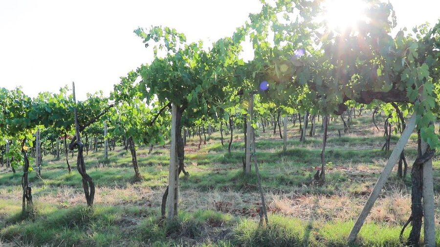 From Florence: Chianti Tour with Two Wine and Food Tastings - Choosing the cooking-class and lunch option