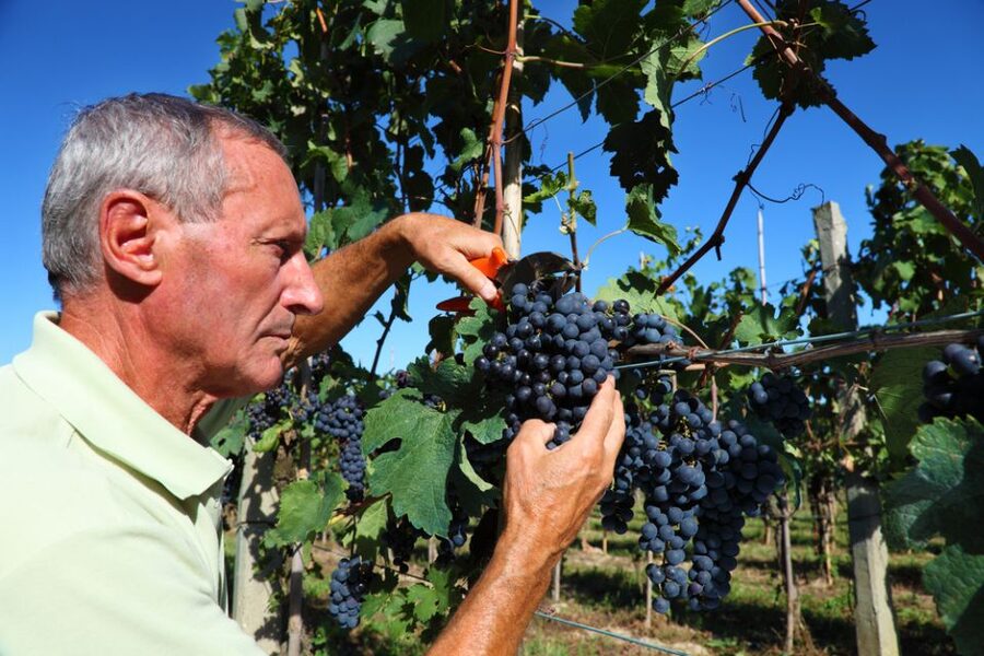 From Florence: Chianti Wine Tour with Tasting - Should you book it?