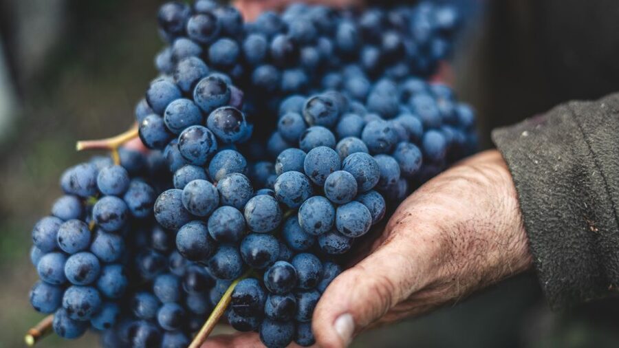 From Florence: Private Chianti Hills Tour with Tasting - Guides, languages, and the human side of the day