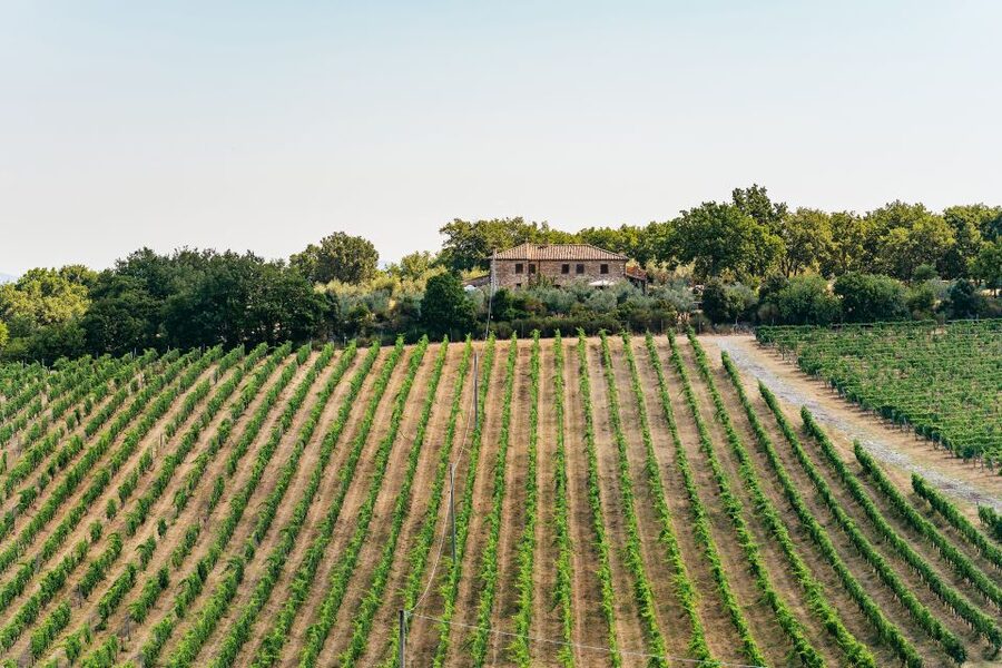 From Florence: Small Group Wine Tasting Tour to Tuscany - The second estate: comparison is the real lesson