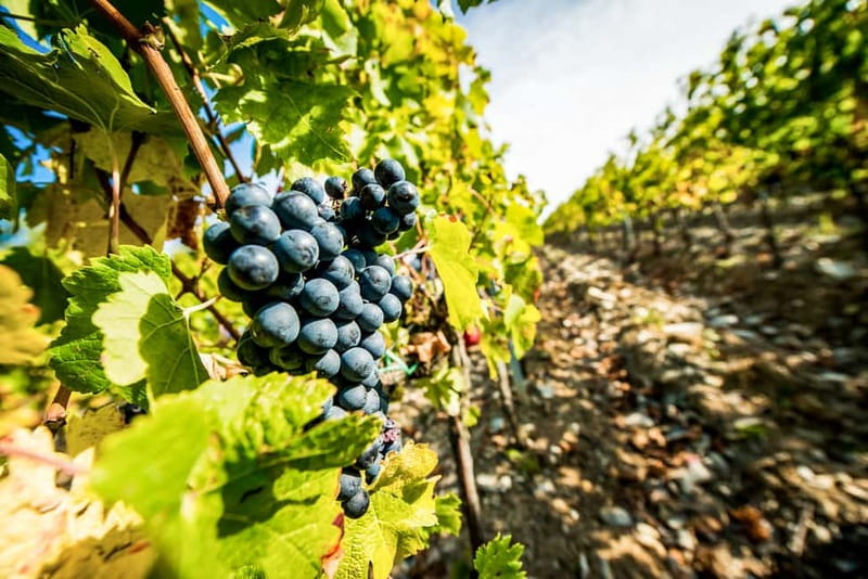 From Florence: Tuscany Wine & Food Tour with Guide - Meeting in Florence and setting out