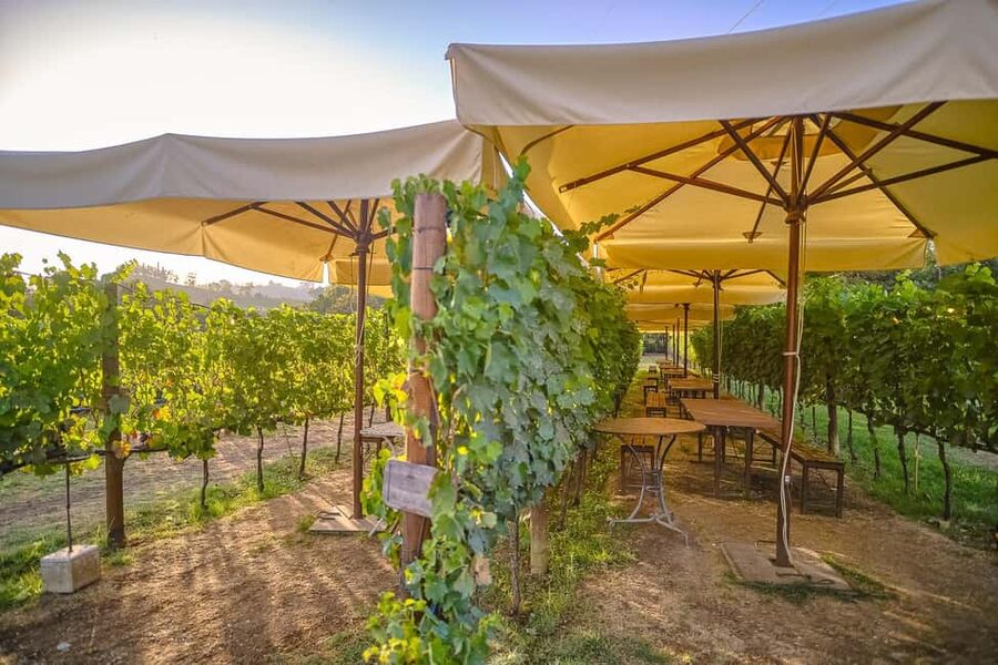 From Florence: Wine Tasting and Dinner in Chianti Vineyards - A first look at Chianti, with time in Greve