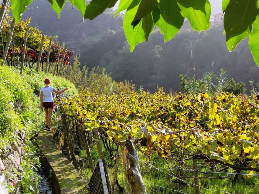 From Funchal: Full-Day Madeira Wine Tour with Lunch - Why this is more than a Funchal wine tasting