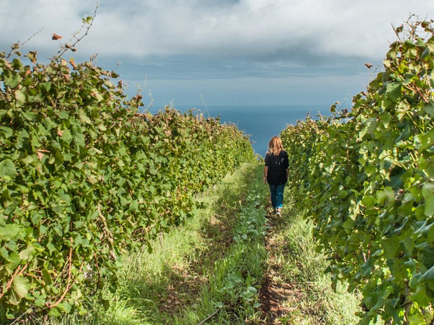 From Funchal: Full-Day Madeira Wine Tour with Lunch - Blandy’s in Funchal, Madeira wine with a long memory