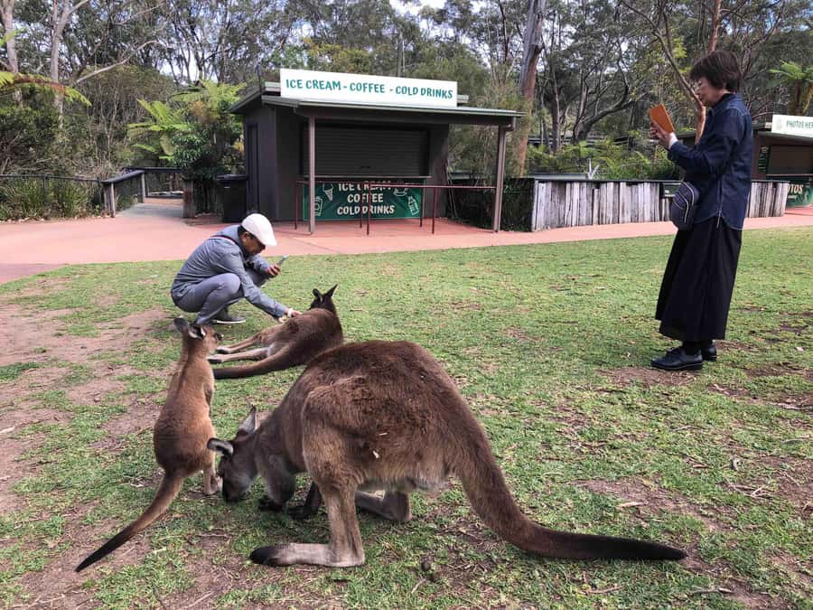 From Haymarket: Hunter Valley Wine and Wildlife Day Trip - Why this Hunter Valley day trip works