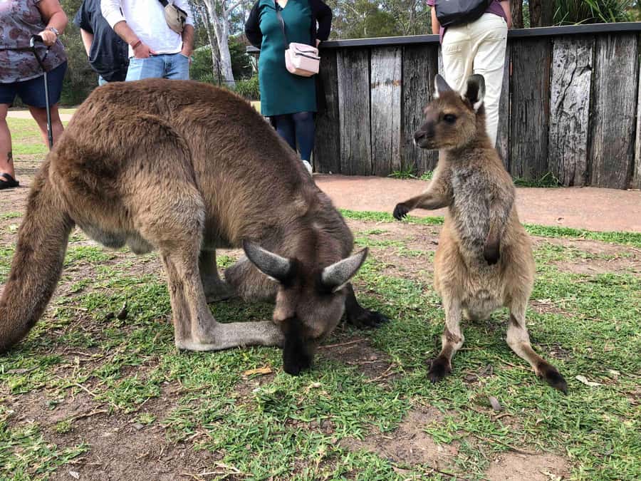 From Haymarket: Hunter Valley Wine and Wildlife Day Trip - Meeting koalas and hand-feeding kangaroos