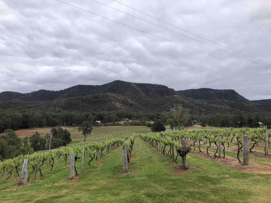 From Haymarket: Hunter Valley Wine and Wildlife Day Trip - Chocolate and cheese before the vineyards