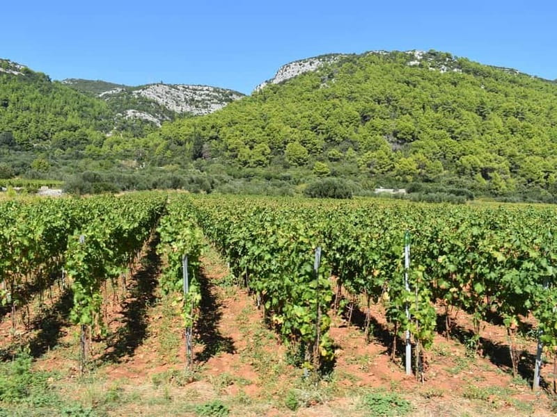 From Korcula Town: Local Wine & Sightseeing Half-Day Tour - Ten wines and the local products on the table