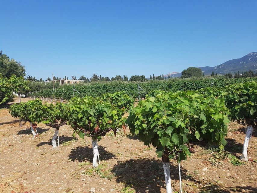 From Kos: Tour of 2 Wineries with Wine Tasting & Small Bites - Key points to know before booking
