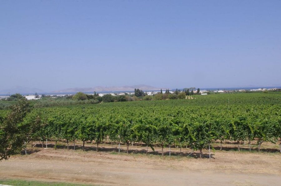 From Kos: Tour of 2 Wineries with Wine Tasting & Small Bites - Transport, timing, and group size