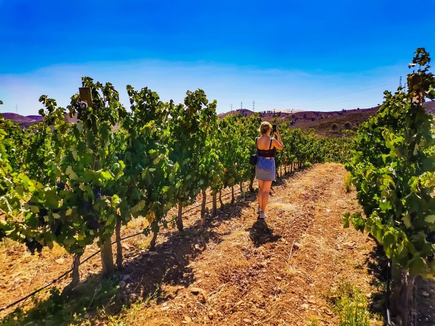 From Lagos: Small-Group 4-Hour Wine Tasting Tour - Who will enjoy this four-hour outing