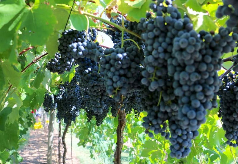 From Lake Garda: Valpolicella Wine & Lunch Guided Trip - Is $105 a fair price?