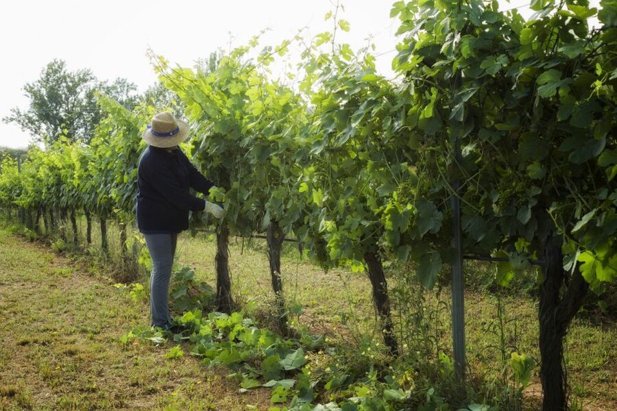 From Lisbon: Évora Wine & Heritage Tour - How the 10-hour schedule feels