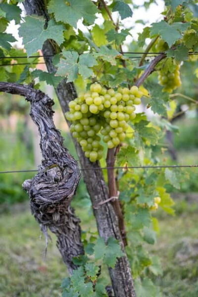From Ljubljana: Vipava Valley Wine Express Tour
