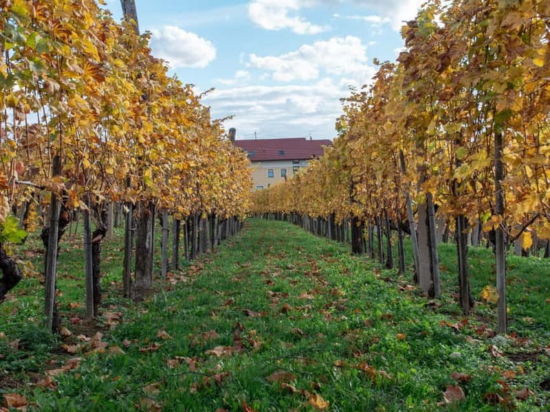 From Ljubljana: Vipava Valley Wine Express Tour - Seven wines, and sometimes more