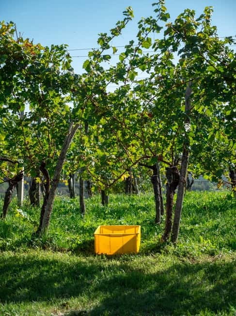 From Ljubljana: Vipava Valley Wine Express Tour - What the guide contributes