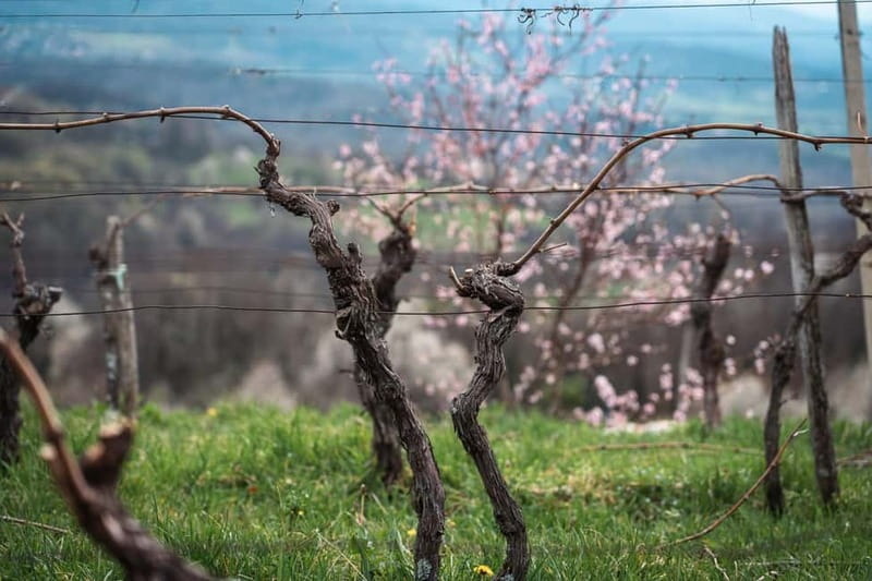 From Ljubljana: Vipava Valley Wine Express Tour - Is $105 a fair price?