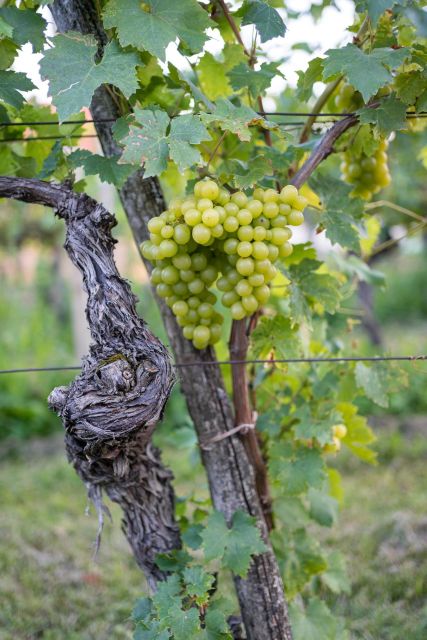 From Ljubljana: Vipava Valley Wine Express Tour - Who should book this tour?