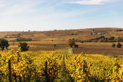 From Lyon: Beaujolais Wine Tour with Tastings