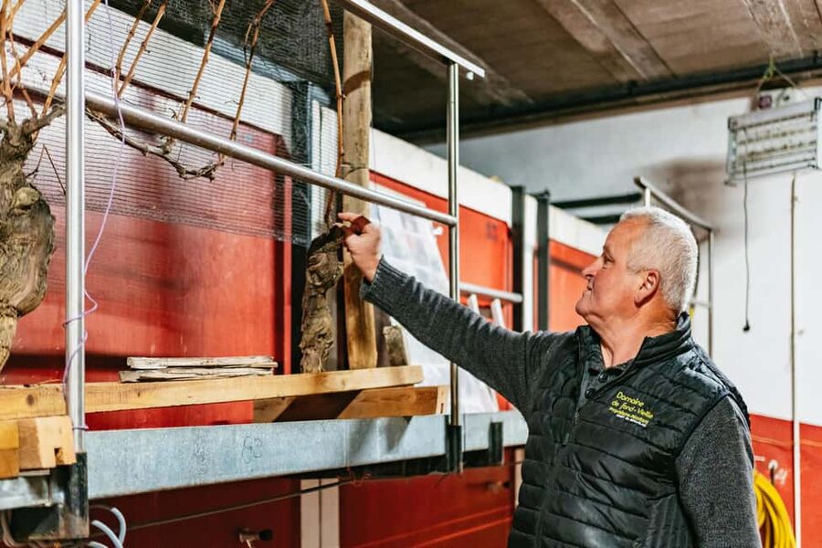 From Lyon: Golden Stones Beaujolais Wine Tasting Tour - Meeting a tenth-generation winemaker