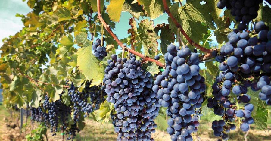 From Madrid: Alcalá de Henares, Winery Tour & Wine Tasting - From city streets to a local winery