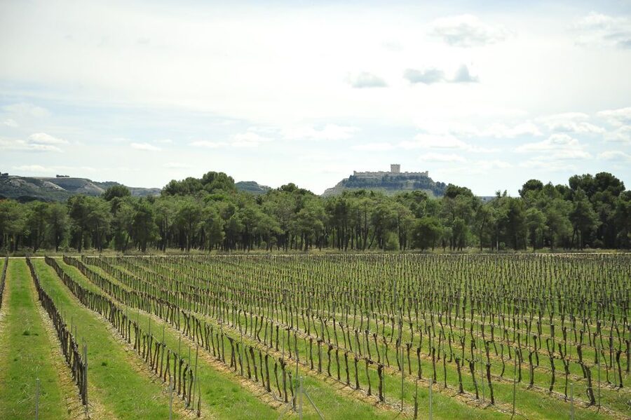 From Madrid: Ribera del Duero Tour of 3 Wineries w/ Tastings - Key points to know before booking