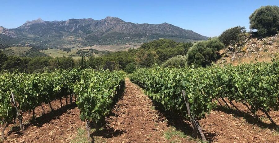 From Marbella: Ronda Tour Wineries Tour with Lunch - Why Ronda makes this more than a winery tour
