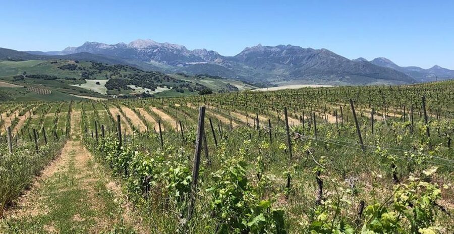 From Marbella: Ronda Tour Wineries Tour with Lunch - A small group with a guide who shapes the day