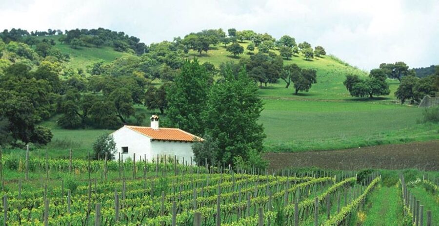 From Marbella: Ronda Tour Wineries Tour with Lunch - The second winery: natural wines and a slower lunch