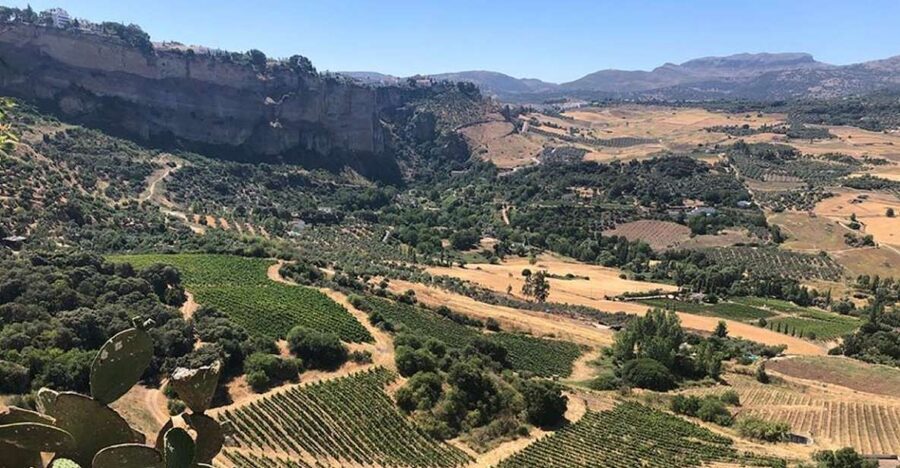From Marbella: Ronda Tour Wineries Tour with Lunch - What the $223 price includes