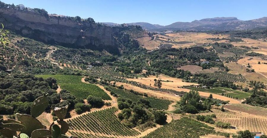 From Marbella: Ronda Tour Wineries Tour with Lunch - The first winery: aged reds, ham, and local cheese