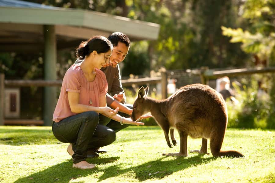 From Melbourne: Yarra Valley Wildlife & Wine Day Tour - Key points at a glance