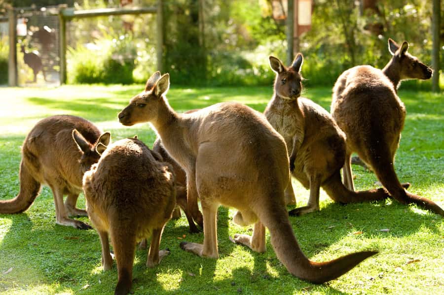 From Melbourne: Yarra Valley Wildlife & Wine Day Tour - Why this wildlife and wine pairing works