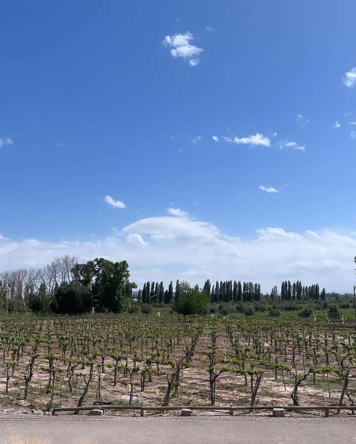 From Mendoza: 3 Wineries, Olive Oil Factory Tour & Tasting - Key points to know before you book