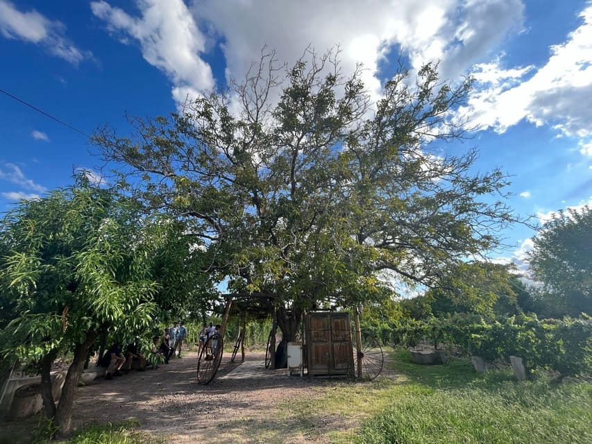From Mendoza: 3 Wineries, Olive Oil Factory Tour & Tasting - Who will enjoy this tour most?